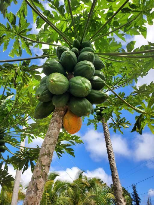 Pahoa Paradise Palms Εξωτερικό φωτογραφία